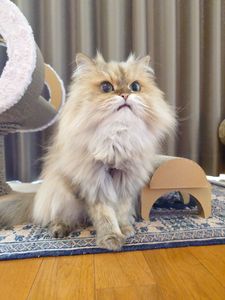 遊んでアピール♡