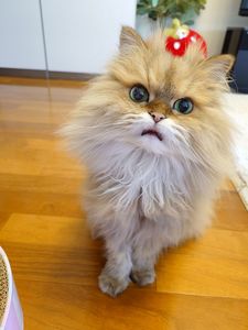 ごはんアピール♡