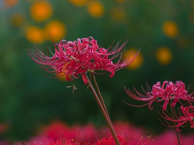 背景はキバナコスモス