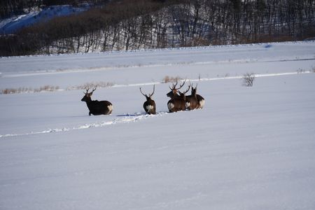 鹿の群れ