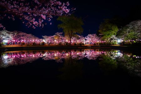 夜桜水面反射