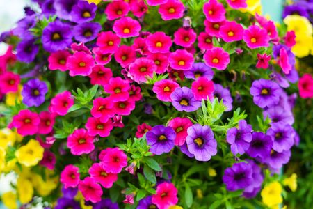 ディズニーに咲いていた花