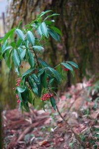たくさん実りますように！