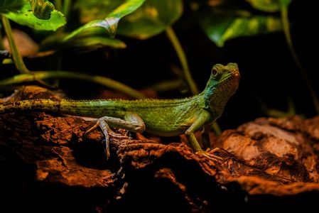 インドシナウォータードラゴン/iZoo/2025.04.11