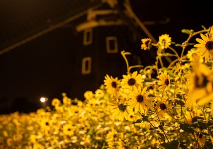 真夏の夜のハウステンボス🌻🏰