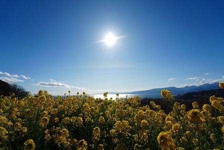 菜の花の向こうは相模湾