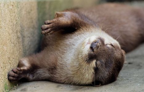 ユメウソ‥‥‥‥