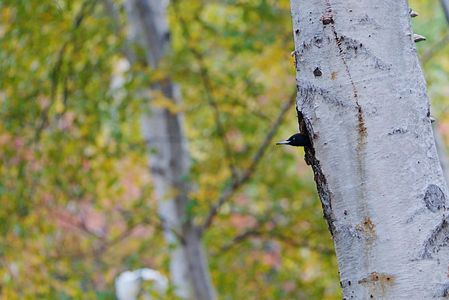 秋のクマゲラ