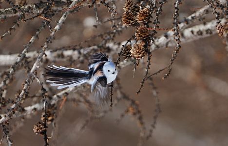 尾羽が綺麗だね！