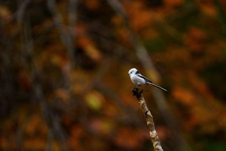 秋のシマエナガ