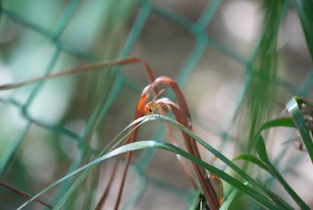 ランチはお団子