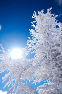 美しかった厳冬期