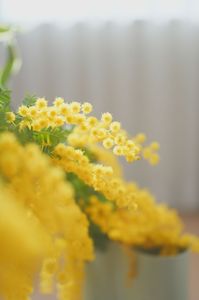 幸せの黄色い花　ミモザ