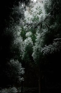 静かな森に雪が降る