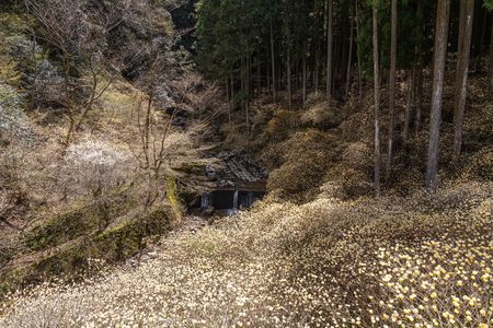 ミツマタ群生地