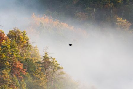 カラスは飛んで行く