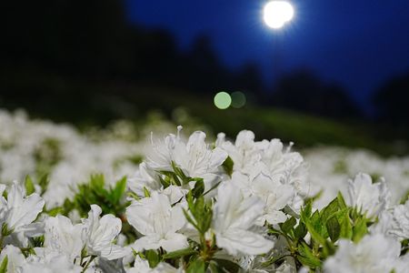 この時期だけの特別#フラワー2025#