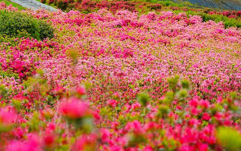 ピンクの絨毯#フラワー2025#