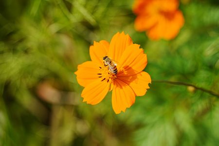秋の陽気とコスモス畑