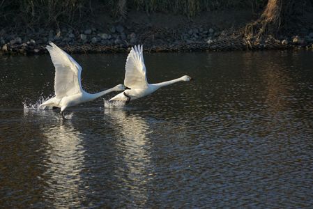 お初のコハクチョウ🦢