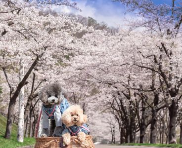 桜並木と...わんこ