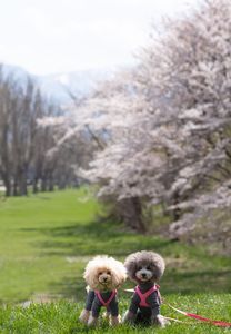 桜とわんこと雪山