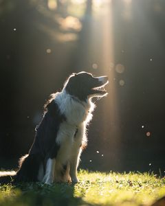 すべての犬が幸せでありますように。