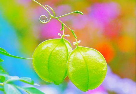 いつもいっしょ