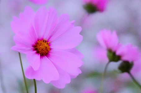 やさしいきもち