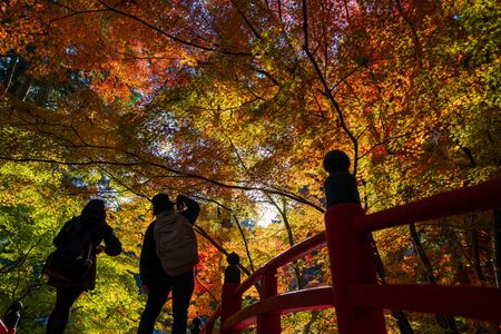 見上げれば秋色