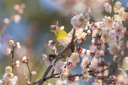 梅とメジロ