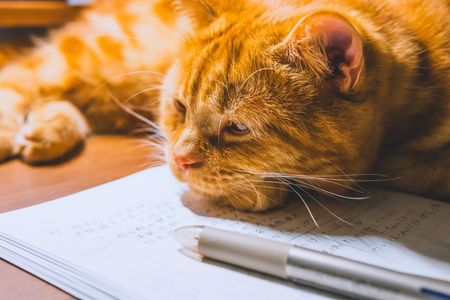 勉強のおじゃま