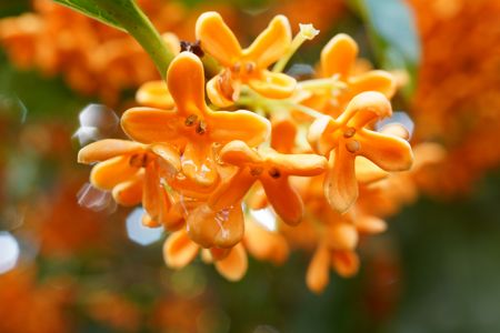 庭のキンモクセイ