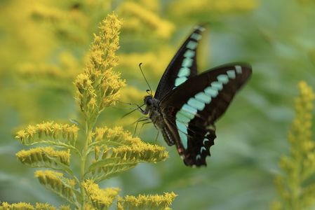 アオスジアゲハ