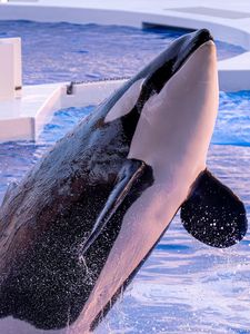 夏色#生きもの_一般#シャチ