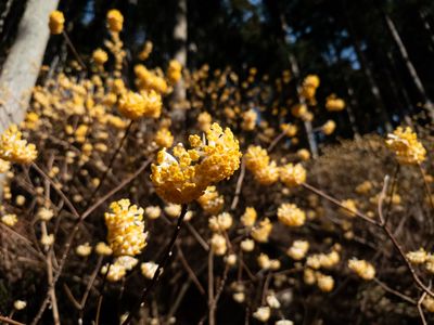 森のプラネタリウム