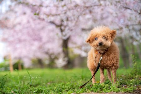 笑ってよ、ルーちゃん