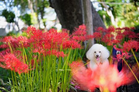 曼珠沙華とぼく