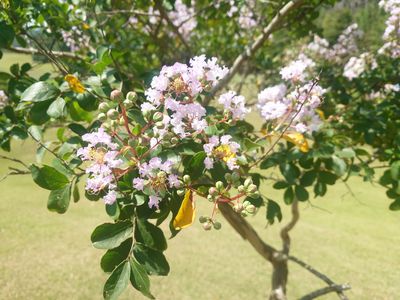 残暑に咲き誇れ