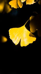 秋の主役になりがち