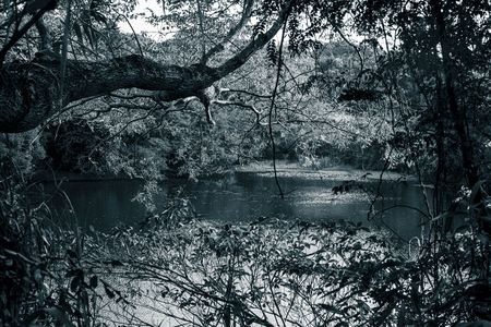 モノクロの森に漂う光