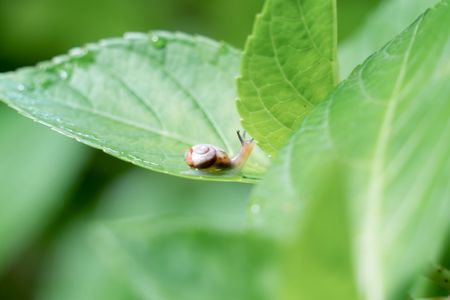 カタツムリの赤ちゃん