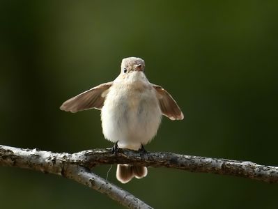 #ニシオジロビタキ# はい、ポーズ