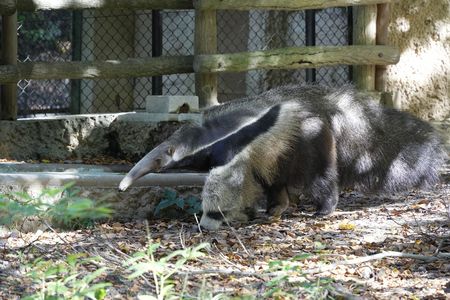 世界アリクイの日