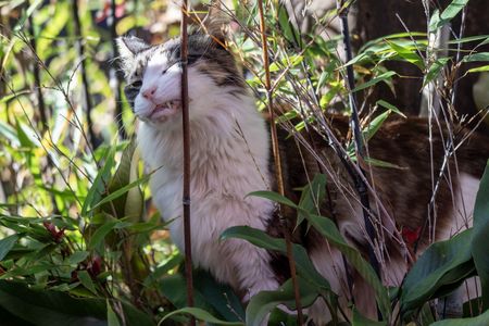 顔を擦り付ける猫