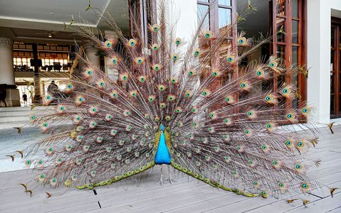 私のメゾンへようこそ