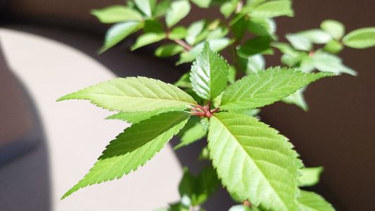 春じゃなくて初夏を告げる桜