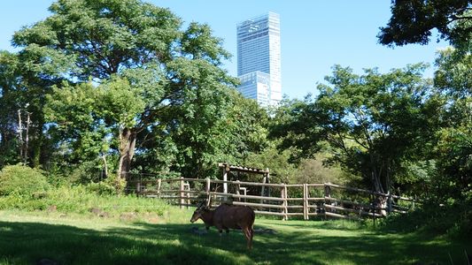 都会の中のサバンナ