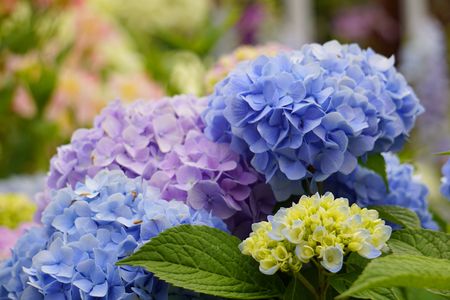 日の中にある紫