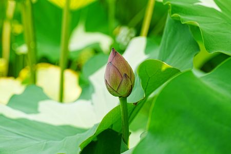 真夏のかくれんぼ